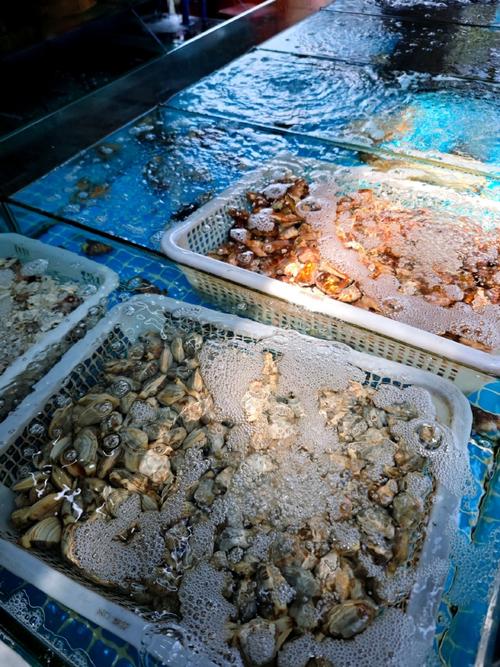 椰风海韵东线行 从海口到三亚的科技与自然交响